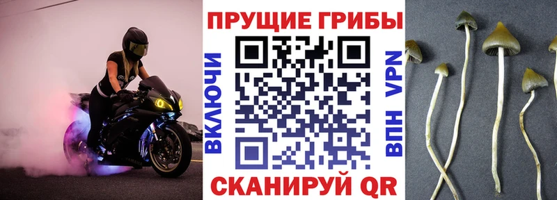Купить где  Корсаков  Галлюциногенные грибы Psilocybine cubensis 
